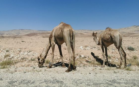 Planina Nebo, Jordan - 5
