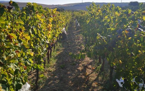 Seosko domaćinstvo Rupić - 25