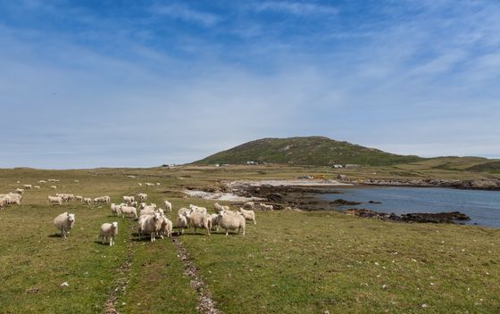 Otok Bardsey, Wales - 1