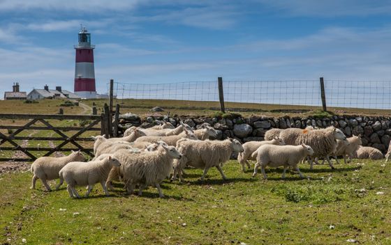 Otok Bardsey, Wales - 4