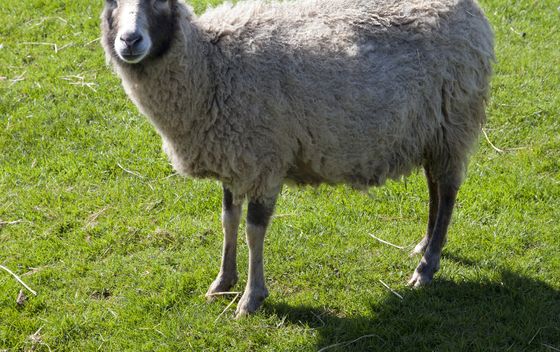 Ronaldsay - 1