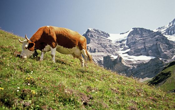 Gimmelwald, Švicarska - 2