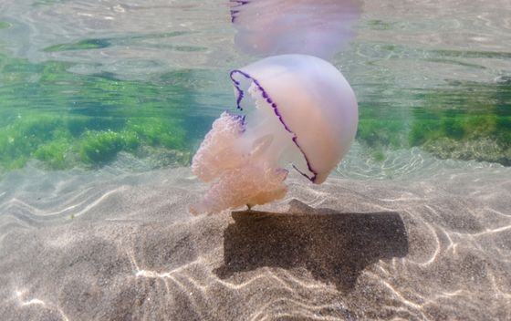Meduza