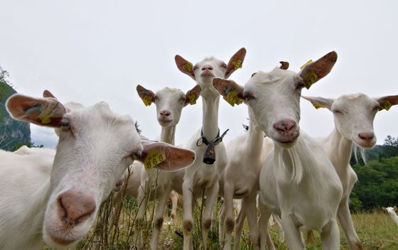 Novi kviz općeg znanja - 4