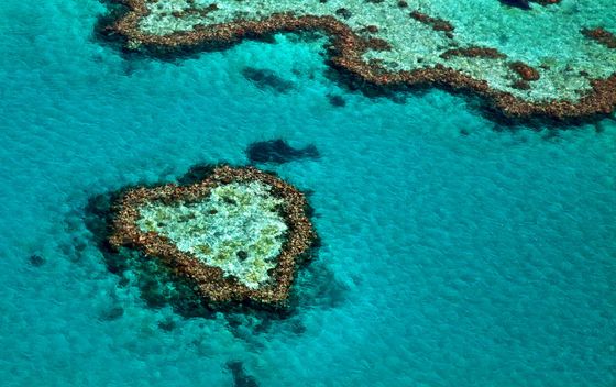 Veliki koraljni greben - 4