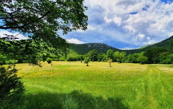 Margaretino leto - 2