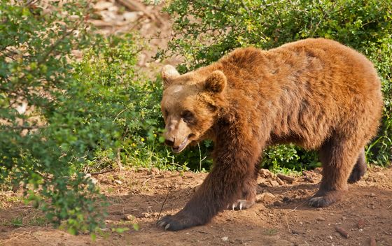 Kuterevo - 2
