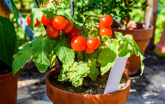 Cherry rajčice možete posaditi i u posudi