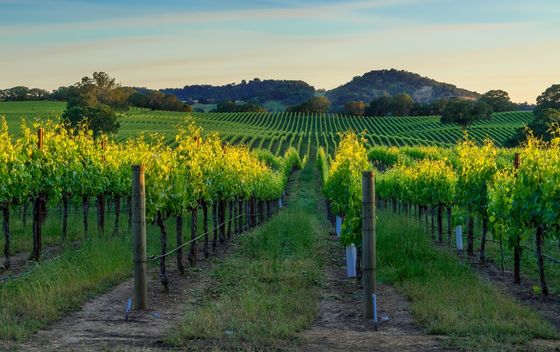 Napa - 1
