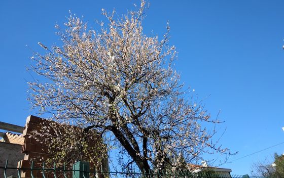 Neobičan
