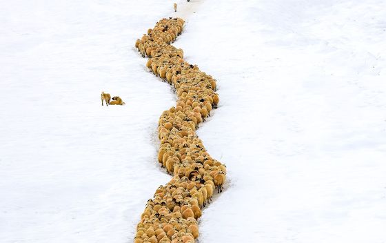 Pastiri tijekom zime u Turskoj, u Mazgirtu - 3