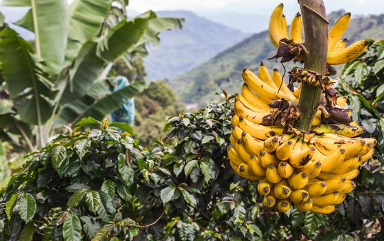 Banane u regiji kave