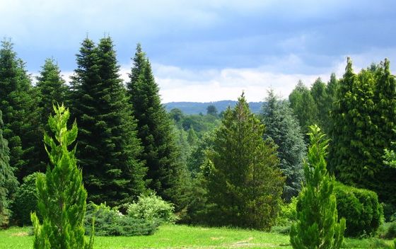 Arboretum Lisičine, Papuk - 1