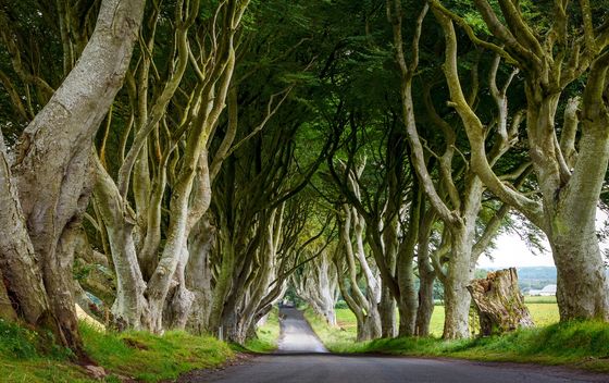 Dark Hedges - 2