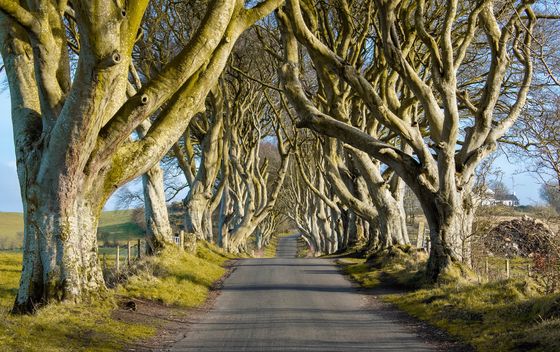Dark Hedges - 3