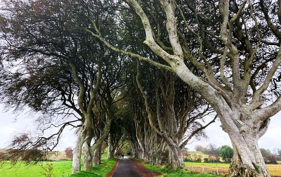 Dark Hedges - 4