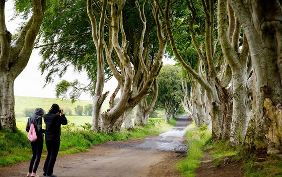 Dark Hedges - 5
