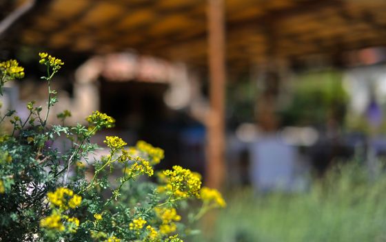 Miomirisni vrt Lošinj - 5