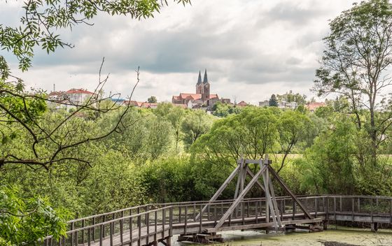 Šetnja pod krošnjama Medjama - 6