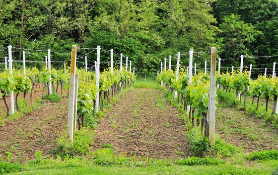 Seosko gospodarstvo obitelji Pirak - 6