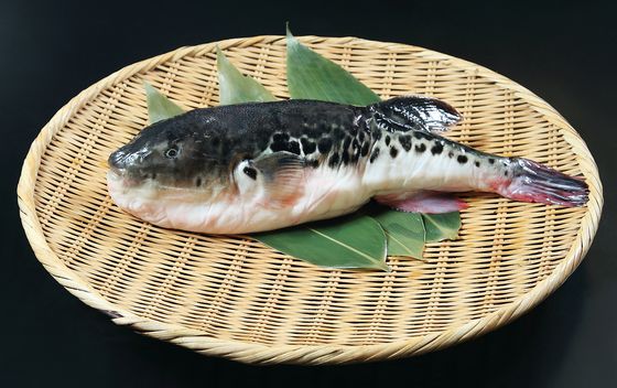 Najotrovnija riba na svijetu - 4