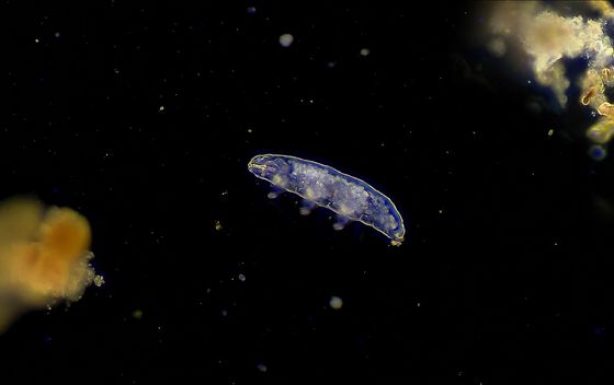 Tardigradi