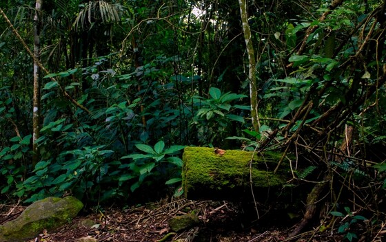Darien Gap - 1