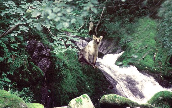 Smeđi medvjedi na otoku Kunashir - 4