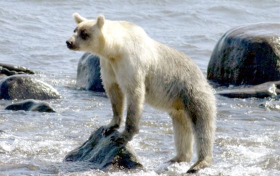 Smeđi medvjedi na otoku Kunashir - 6