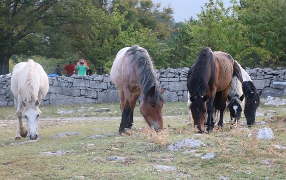 HIGHLANDER Velebit