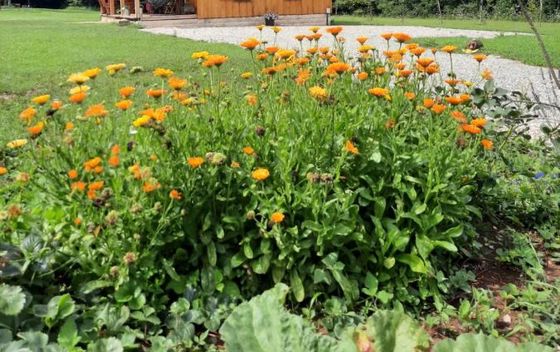 Spirit od Velebit - 6