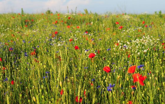 Kviz općeg znanja - 14