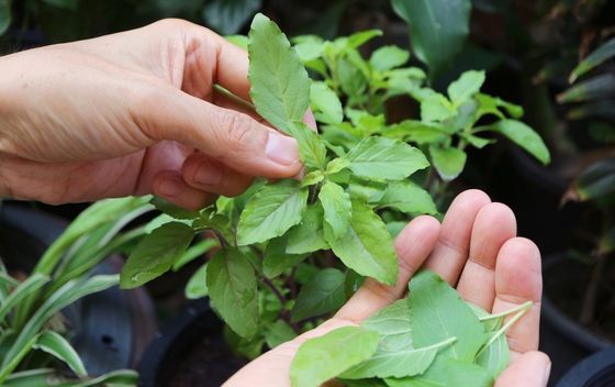 Tulsi - 2