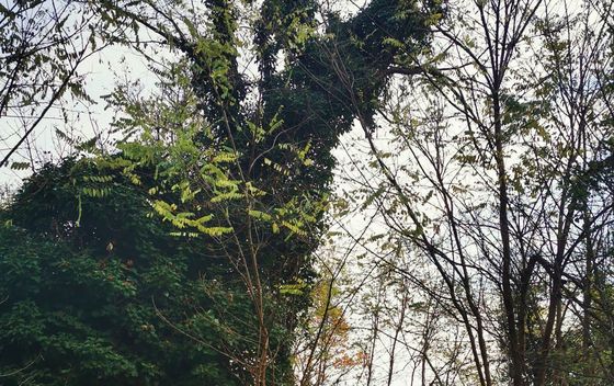 Kameni svati, Medvednica - 4