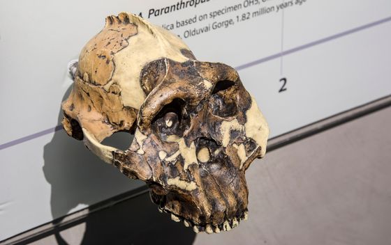 Olduvai - 5
