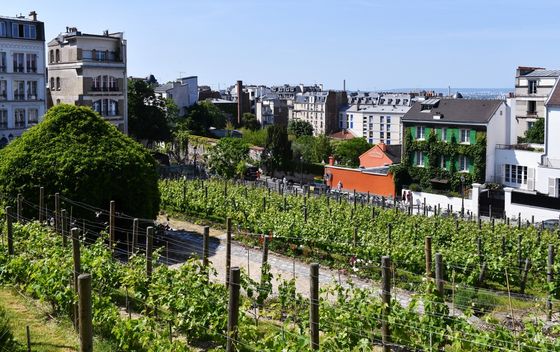 Clos Montmartre - 1