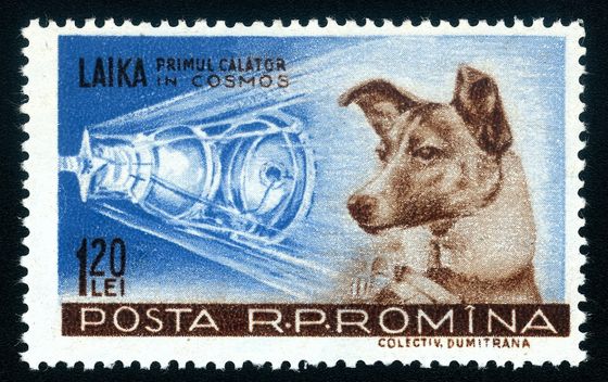 Lajka je bila prvi pas u svemiru - 1