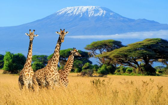 Kenija, safari