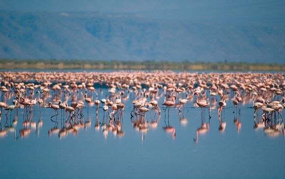 Jezero Natron, Tanzanija - 5