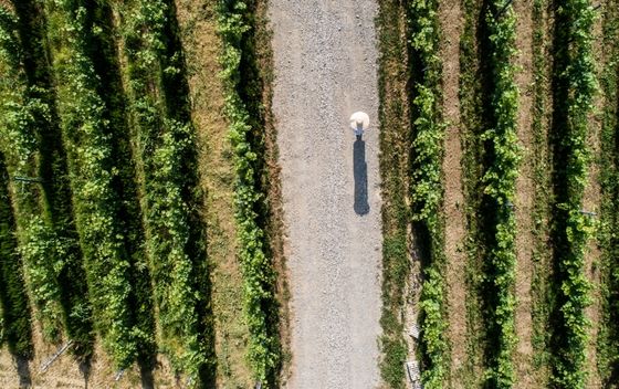 Hrvatska vinska priča u finalu natjecanja američkog Wine Spectatora - 3