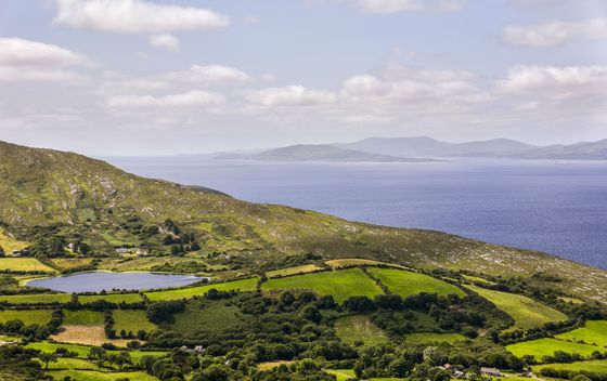 Sheep\'s head - 5