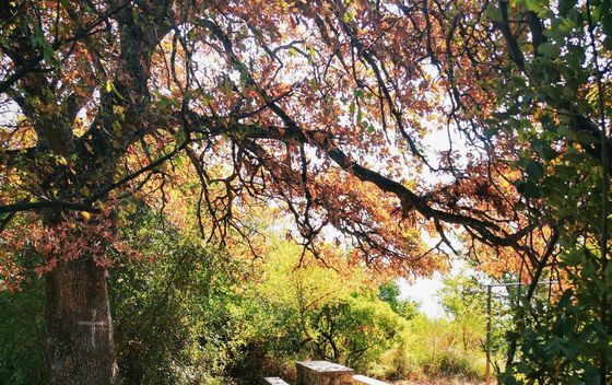 Labin - Rabac planinarske staze - 5