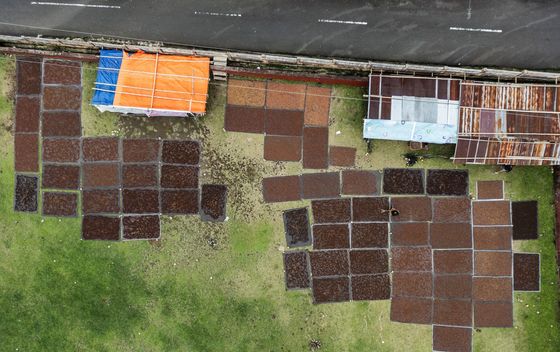 Branje i sušenje klinčića na otoku Tidore u Indoneziji - 3