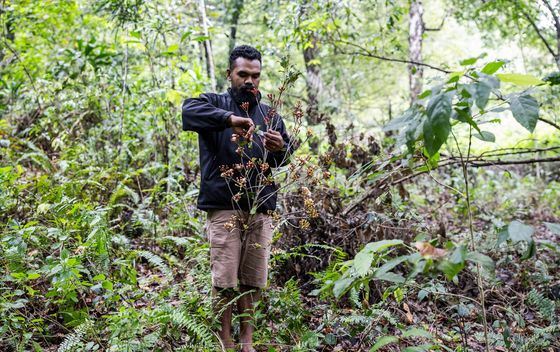 Branje i sušenje klinčića na otoku Tidore u Indoneziji - 5