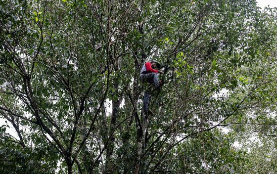 Branje i sušenje klinčića na otoku Tidore u Indoneziji - 6