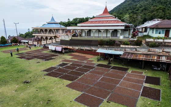 Branje i sušenje klinčića na otoku Tidore u Indoneziji - 7