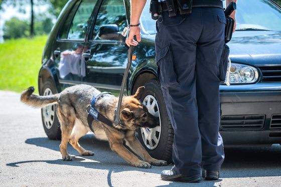 Policijski pas, ilustracija