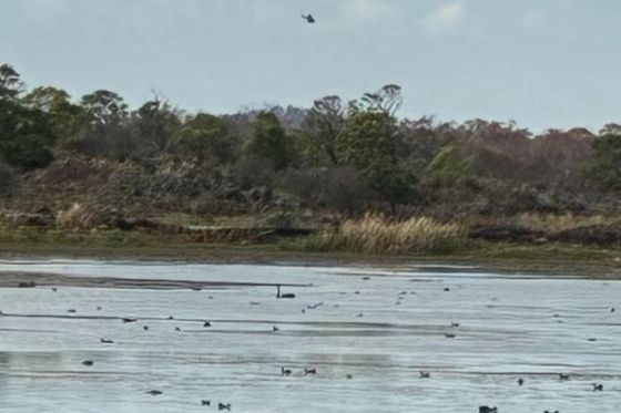 Snajperisti iz helikoptera ubijaju koale u Australiji