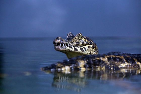 Krokodil/Ilustracija (Goran Kovačić/PIXSELL)