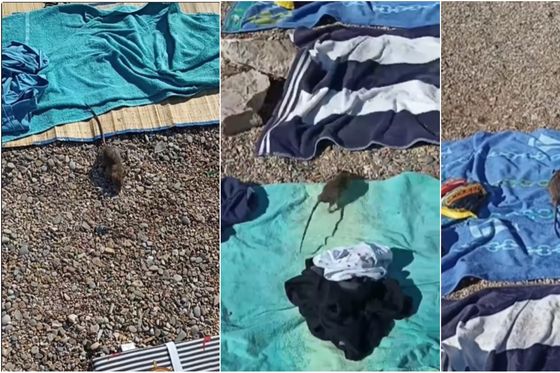 Štakor na plaži